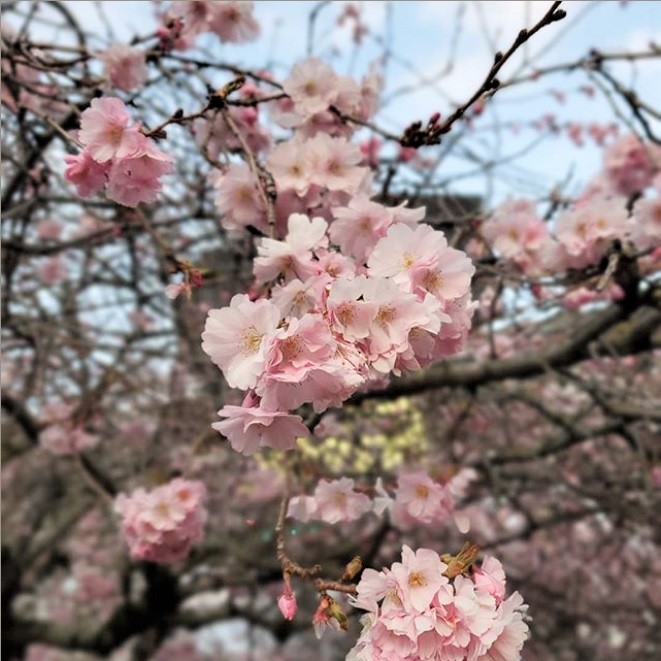 flowering_cherry_blossoms.jpg